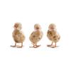 K&K Interiors 20348A Assorted 5 Inch Fluffy Ducklings (3 Styles), Tan view 1