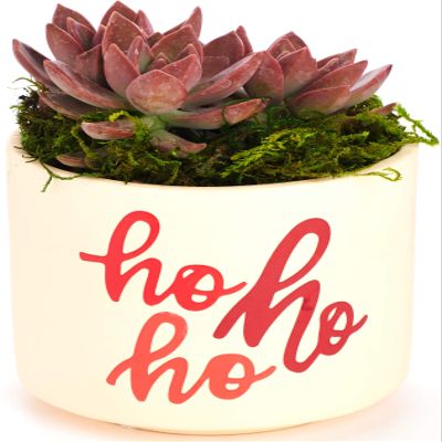 Shop Succulents 1 HO-4 Handpainted Cream Colored Pot with Red Lettering, Hand Selected Ideal for Home Dcor or Holiday Events