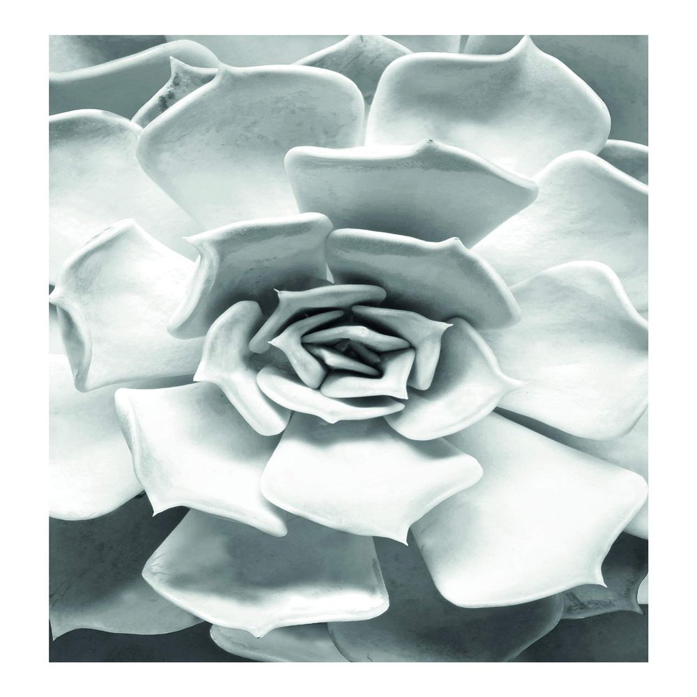 Komar Wall Picture Succulent Closeup Poster Picture Living Room Bedroom Decoration Art Print Without Frame P049C-50x70 Size 50 x 70 cm (Width x Height)