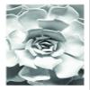 Komar Wall Picture Succulent Closeup Poster Picture Living Room Bedroom Decoration Art Print Without Frame P049C-50x70 Size 50 x 70 cm (Width x Height) view 1