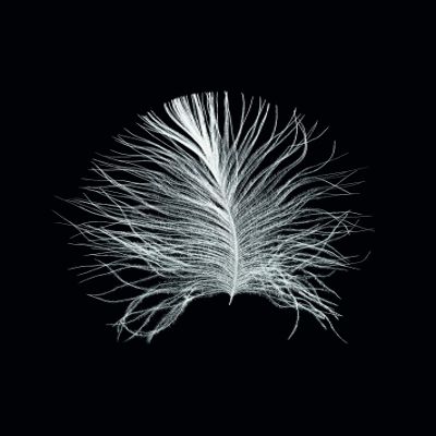 Komar Feather Black Wall Picture | Poster, Picture, Living Room, Bedroom, Decoration, Art Print | Without Frame | P121B-40x50 | Size: 40 x 50 cm (Width x Height)
