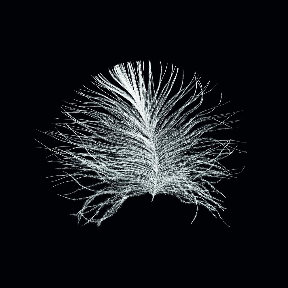 Komar Feather Black Wall Picture | Poster, Picture, Living Room, Bedroom, Decoration, Art Print | Without Frame | P121B-40x50 | Size: 40 x 50 cm (Width x Height)