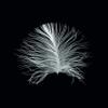 Komar Feather Black Wall Picture | Poster, Picture, Living Room, Bedroom, Decoration, Art Print | Without Frame | P121B-40x50 | Size: 40 x 50 cm (Width x Height) view 1