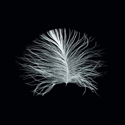 Komar Wall Picture Feather Black Poster Picture Living Room Bedroom Decoration Art Print Without Frame P121B-30x40 Size 30 x 40 cm (Width x Height)
