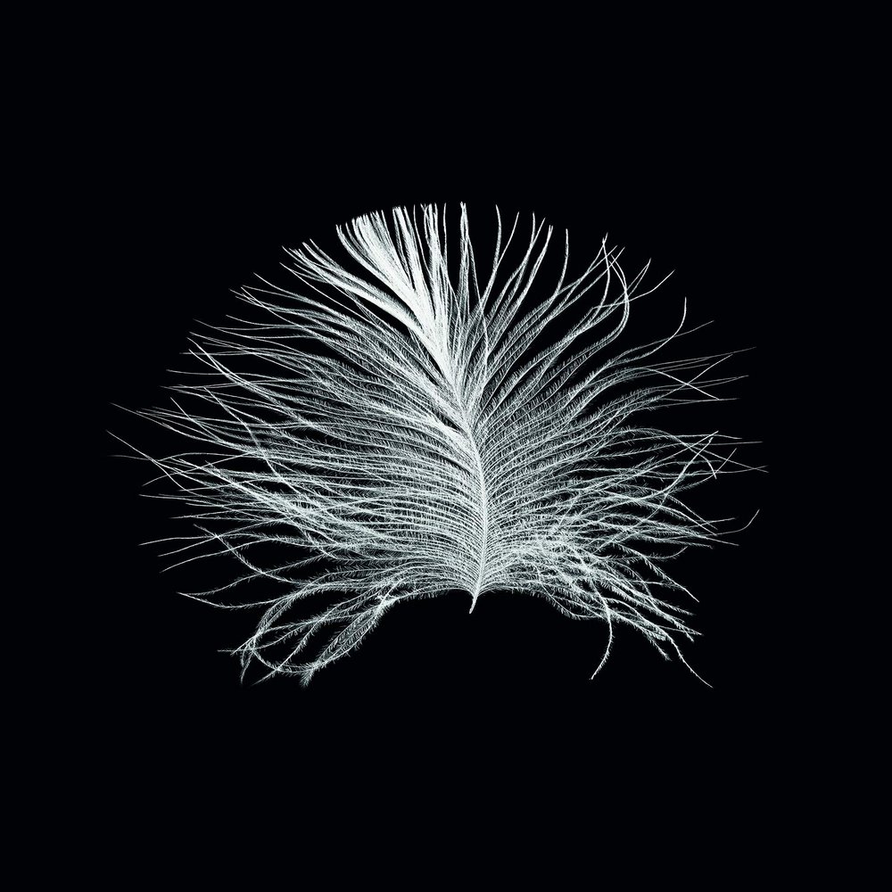 Komar Wall Picture Feather Black Poster Picture Living Room Bedroom Decoration Art Print Without Frame P121B-30x40 Size 30 x 40 cm (Width x Height)
