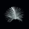 Komar Wall Picture Feather Black Poster Picture Living Room Bedroom Decoration Art Print Without Frame P121B-30x40 Size 30 x 40 cm (Width x Height) view 1