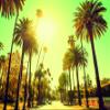 Komar Palm Alley Wall Picture | Poster, Picture, Living Room, Bedroom, Decoration, Art Print | Without Frame | P127-70x50 | Size: 70 x 50 cm (Width x Height) view 1