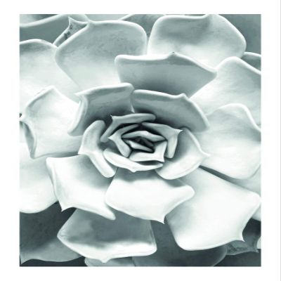 Komar Wall Picture Succulent Closeup Poster Picture Living Room Bedroom Decoration Art Print Without Frame P049C-30x40 Size 30 x 40 cm (Width x Height)