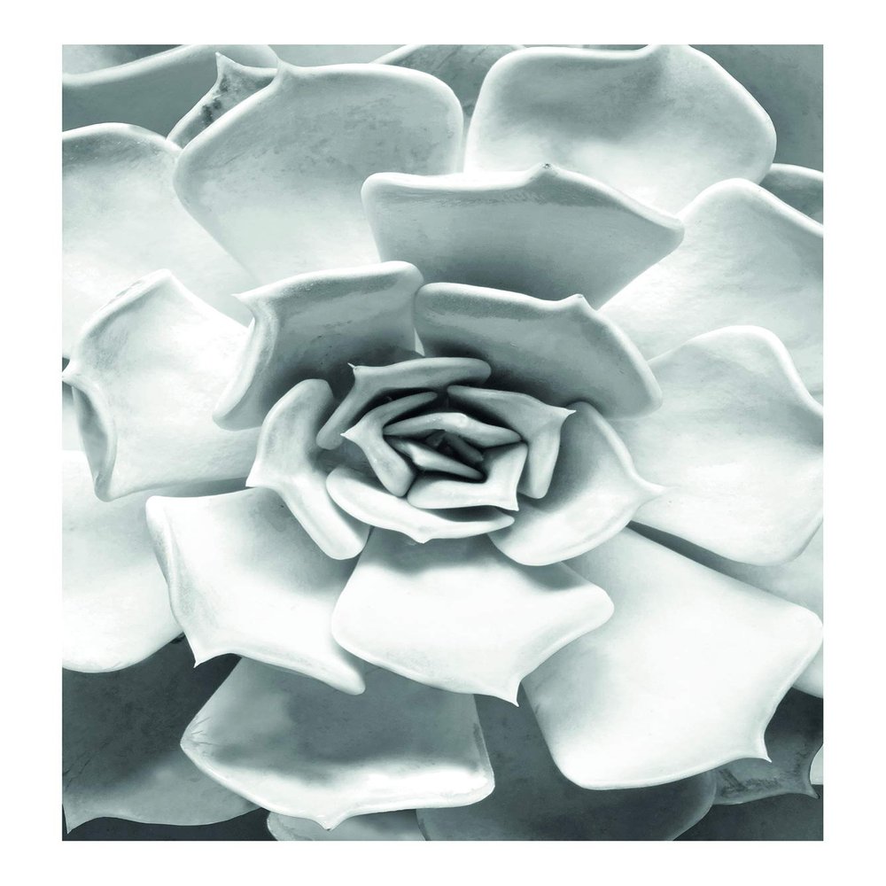 Komar Wall Picture Succulent Closeup Poster Picture Living Room Bedroom Decoration Art Print Without Frame P049C-30x40 Size 30 x 40 cm (Width x Height)