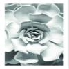Komar Wall Picture Succulent Closeup Poster Picture Living Room Bedroom Decoration Art Print Without Frame P049C-30x40 Size 30 x 40 cm (Width x Height) view 1