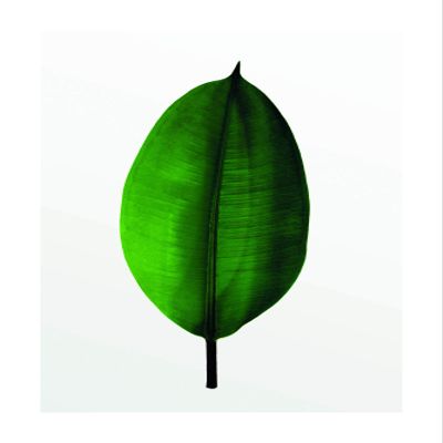 Komar Wandbild von Ficus Leaf | Poster, Bild, Wohnzimmer, Schlafzimmer, Dekoration, Kunstdruck | ohne Rahmen | P058-30x40 Wall Painting, 30 x 40 cm, Green, White