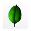 Komar Wandbild von Ficus Leaf | Poster, Bild, Wohnzimmer, Schlafzimmer, Dekoration, Kunstdruck | ohne Rahmen | P058-30x40 Wall Painting, 30 x 40 cm, Green, White view 1