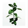 Komar Wall Picture Ficus Branch | Poster, Picture, Living Room, Bedroom, Decoration, Art Print | Without Frame | P059-40x50 | Size: 40 x 50 cm (Width x Height) view 1