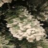 Black Box Trees Millington Christmas Tree, Green, 120 x 71 cm view 4