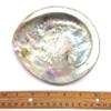 PEPPERLONELY 1 PC Polished Bright Violet Purple Midas Abalone Sea Shells for Home Decor and Display, 5-6 Inch Decorative Abalone Shell Wedding Occasion view 4