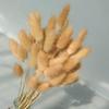 2 Bundles Dried Flowers Natural Rabbit Tail Bunny Tail Grass for Home Decor view 3