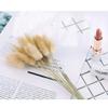 2 Bundles Dried Flowers Natural Rabbit Tail Bunny Tail Grass for Home Decor view 4
