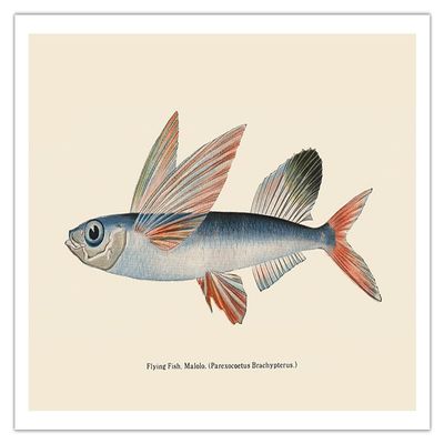 Flying Fish (Malolo) - The Waikiki Aquarium Hawaii - Vintage Hawaiian Color Postcard c.1905 - Bamboo Fine Art 290gsm Paper (Unframed) 12x16in