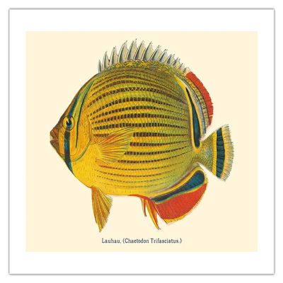 Lauhau (Chaetodon Trifasciatus) - Hawaiian Rainbow Butterflyfish - from Fishes of Hawaii - Vintage Hawaiian Color Postcard c.1905 - Bamboo Fine Art 290gsm Paper (Unframed) 12x16in