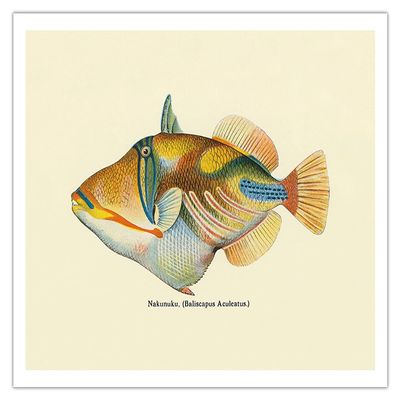 Nakunuku (Baliscapus Aculeatus) - Humuhumunukunukuapuaa - State Fish of Hawaii - Vintage Hawaiian Color Postcard c.1905 - Bamboo Fine Art 290gsm Paper (Unframed) 12x16in