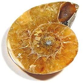 phoenix888 XUETZALCOATL Daamodarah Sudarshan Shaligram 1.5cm - 2.5cm from Kali Gandaki 1 pcs