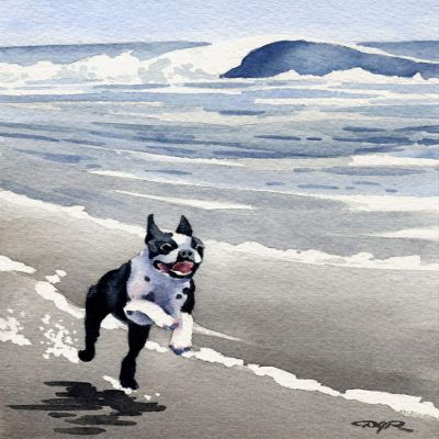 Boston Terrier at The Beach Watercolor Art Print by Artist DJ Rogers/Oversized