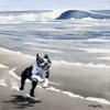 Boston Terrier at The Beach Watercolor Art Print by Artist DJ Rogers/Oversized view 1