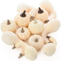 Factory Direct Craft Package of 24 Pieces Faux Baby Boo Pumpkins and Gourds Assortment for Holiday Decorations and Crafting