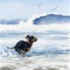 Dachshund Running at the Beach Watercolor Art Print by Artist DJ Rogers/Oversized view 1