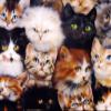 3D Cat Coral Fleece Throw Blanket, Lightweight Cozy Bed Couch Blanket, Super Soft Throw Blanket Custom Design (Size : 150200cm-5978.7inch) view 4