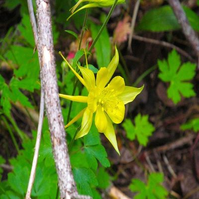 Posterazzi PDXWJTFLO00003LARGE Columbine Photo Print, 36 x 24, Multi