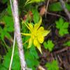 Posterazzi PDXWJTFLO00003LARGE Columbine Photo Print, 36 x 24, Multi view 1
