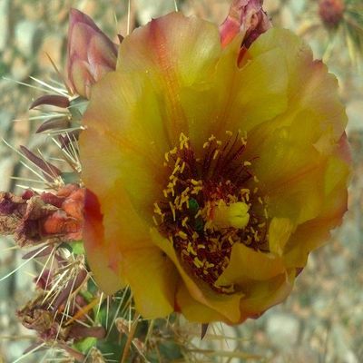 Posterazzi PDXWJTFLO00017LARGE Cholla Bloom V Photo Print, 36 x 24, Multi