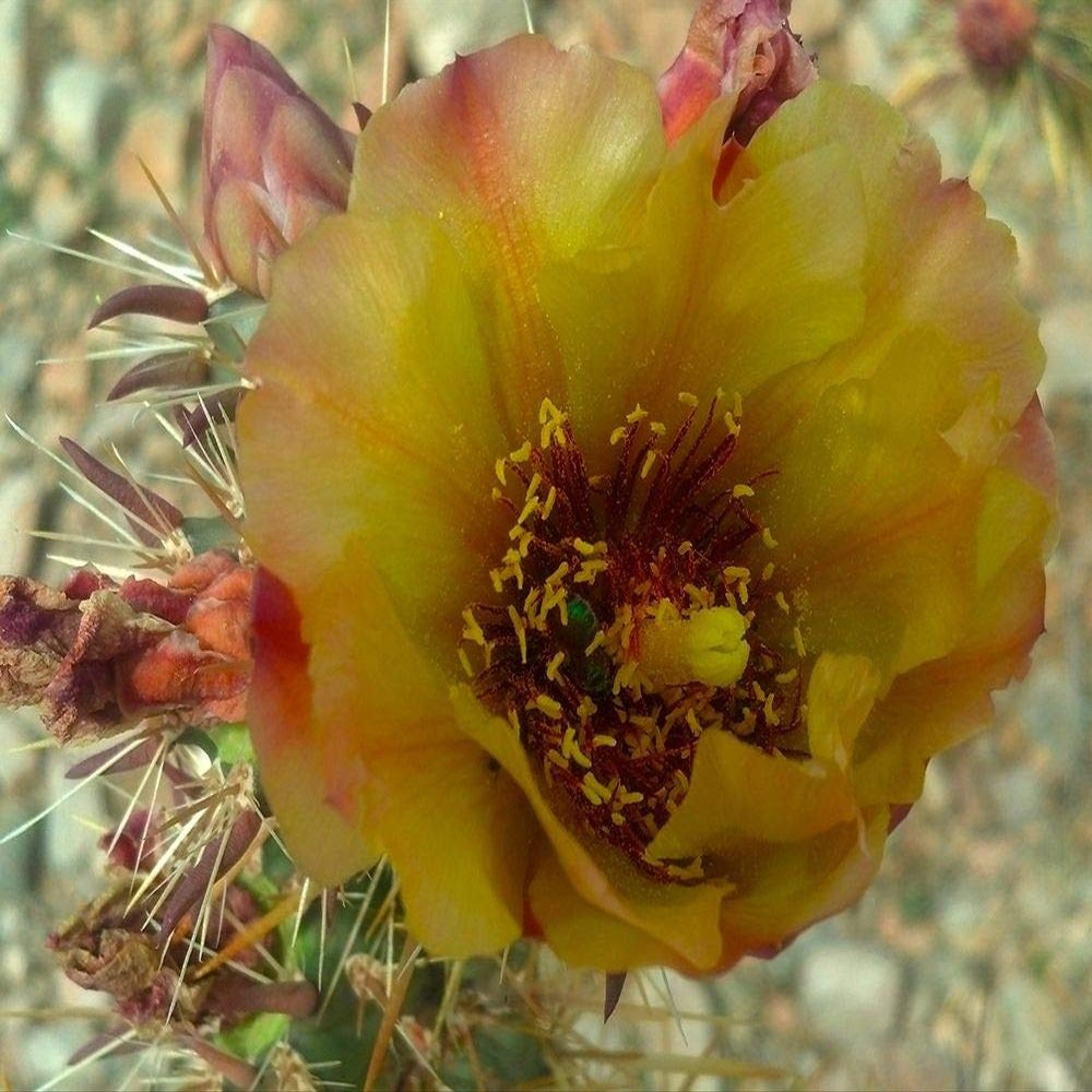 Posterazzi PDXWJTFLO00017LARGE Cholla Bloom V Photo Print, 36 x 24, Multi
