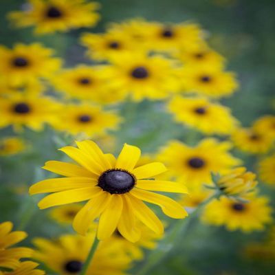 Posterazzi PDDUS15DWI0024LARGE USA, Carmel, Cluster of Black-Eyed Susan's in Indiana Photo Print, 24 x 36, Multi
