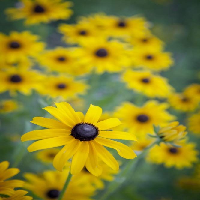 Posterazzi PDDUS15DWI0024LARGE USA, Carmel, Cluster of Black-Eyed Susan's in Indiana Photo Print, 24 x 36, Multi