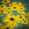 Posterazzi PDDUS15DWI0024LARGE USA, Carmel, Cluster of Black-Eyed Susan's in Indiana Photo Print, 24 x 36, Multi view 1