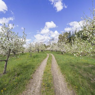Posterazzi PDDUS22WBI2695LARGE USA, Massachusetts, Bolton. Apple Trees in Bloom Photo Print, 24 x 36, Multi
