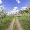 Posterazzi PDDUS22WBI2695LARGE USA, Massachusetts, Bolton. Apple Trees in Bloom Photo Print, 24 x 36, Multi view 1