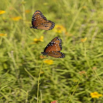 Posterazzi PDDUS44LDI2673LARGE Queens (Danaus gilippus) Butterfly Pair in breeding Activity Photo Print, 24 x 36, Multi