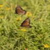 Posterazzi PDDUS44LDI2673LARGE Queens (Danaus gilippus) Butterfly Pair in breeding Activity Photo Print, 24 x 36, Multi view 1