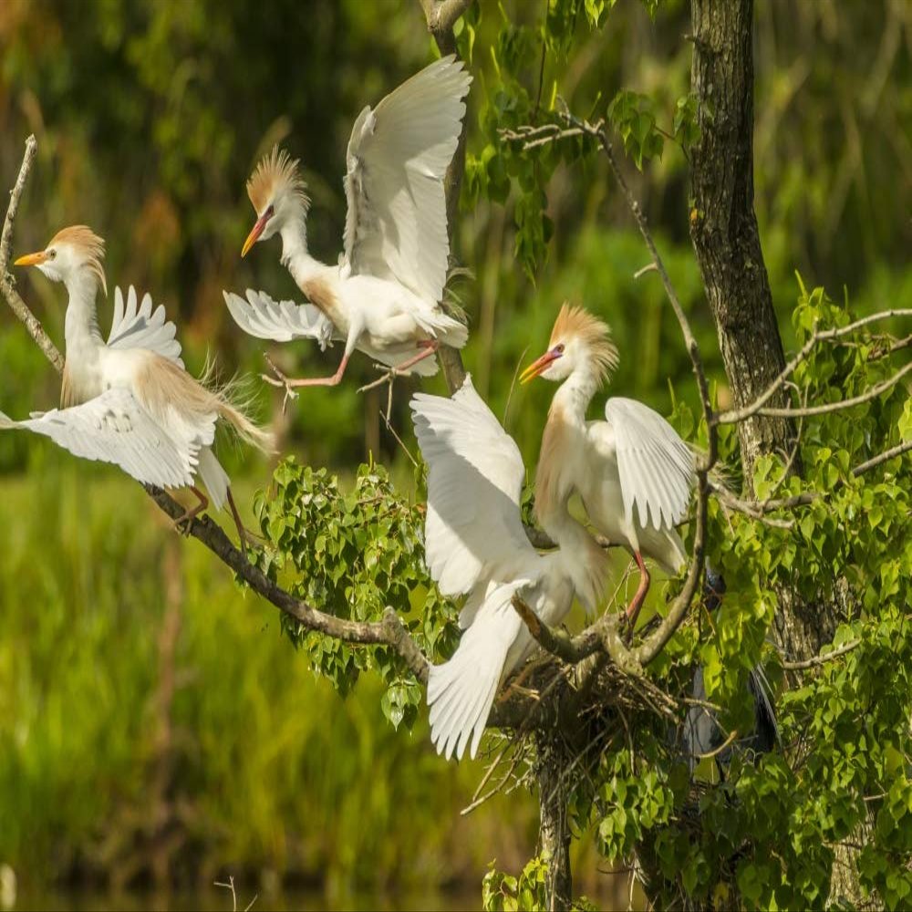 Posterazzi PDDUS19BJY0215LARGE USA, Louisiana, Vermilion Parish. Cattle Egrets Fighting Photo Print, 24 x 36, Multi