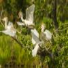 Posterazzi PDDUS19BJY0215LARGE USA, Louisiana, Vermilion Parish. Cattle Egrets Fighting Photo Print, 24 x 36, Multi view 1