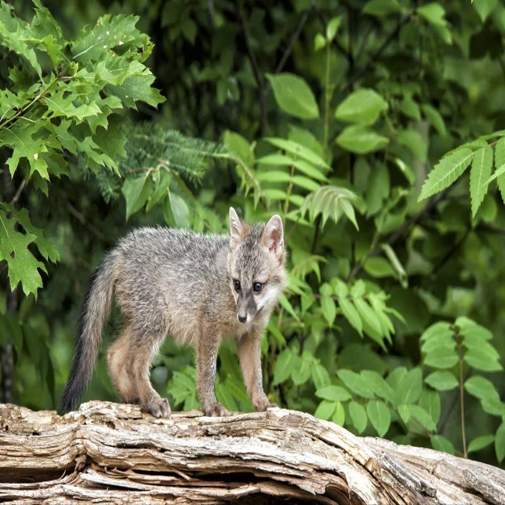 Posterazzi PDDUS24DWI0001LARGE USA, Wildlife Connection, Sandborn, Minnesota. A Grey Fox kit Stands on a Fallen Tree Photo Print, 24 x 36, Multi