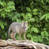 Posterazzi PDDUS24DWI0001LARGE USA, Wildlife Connection, Sandborn, Minnesota. A Grey Fox kit Stands on a Fallen Tree Photo Print, 24 x 36, Multi view 1