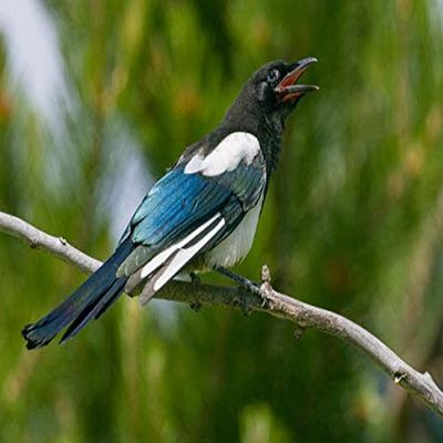 Posterazzi PDDUS27JHO0032LARGE Bozeman, Montana, USA. Black-Billed Magpie vocalizing Photo Print, 36 x 24, Multi