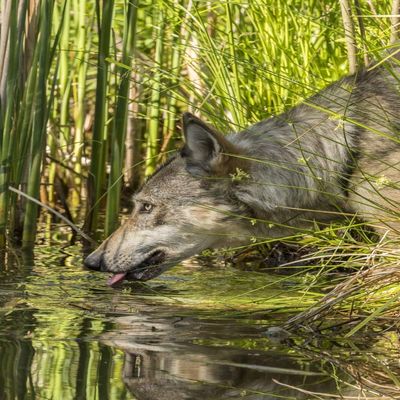 Posterazzi PDDUS24BJY0126LARGE USA, Minnesota, Pine County. Captive Gray Wolf Drinking Photo Print, 24 x 36, Multi