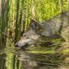 Posterazzi PDDUS24BJY0126LARGE USA, Minnesota, Pine County. Captive Gray Wolf Drinking Photo Print, 24 x 36, Multi view 1