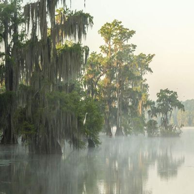 Posterazzi PDDUS19BJY0105LARGE USA, Louisiana, Lake Martin. Foggy Sunrise on Swamp Photo Print, 24 x 36, Multi
