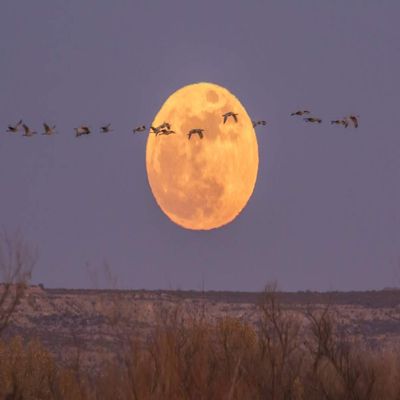 Posterazzi PDDUS32BJY0315LARGE USA, New Mexico, Bosque del Apache National Wildlife Refuge. Full Moon and Sandhill Cranes Photo Print, 24 x 36, Multi